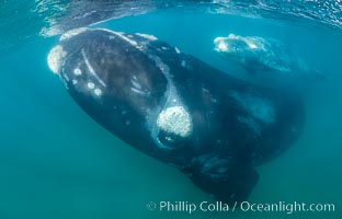 Inquisitive southern right whale underwater, Eubalaena australis, closely approaches cameraman, Argentina, Eubalaena australis, Puerto Piramides, Chubut