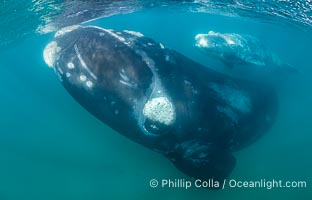 Inquisitive southern right whale underwater, Eubalaena australis, closely approaches cameraman, Argentina, Eubalaena australis, Puerto Piramides, Chubut