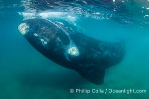 Inquisitive southern right whale underwater, Eubalaena australis, closely approaches cameraman, Argentina, Puerto Piramides, Chubut