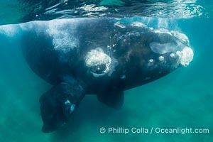 Inquisitive southern right whale underwater, Eubalaena australis, closely approaches cameraman, Argentina, Puerto Piramides, Chubut