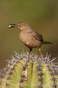 Curve-billed thrasher, Toxostoma curvirostre, Amado, Arizona