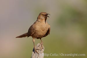 Curve-billed thrasher, Toxostoma curvirostre, Amado, Arizona