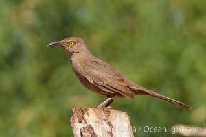 Curve-billed thrasher, Toxostoma curvirostre, Amado, Arizona