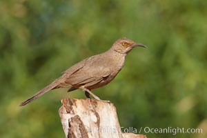 Curve-billed thrasher, Toxostoma curvirostre, Amado, Arizona