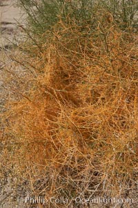 California dodder, a common stem parasite in California that typically parasitizes host shrubs.  Dodders resemble tangled masses of orange spaghetti covering shrubs. Dodder is without chlorophyll and are nonphotosynthetic and is therefor an obligate parasite dependent on its host for water and nutrients through a root system that penetrates the stem tissue of the host., Cuscuta californica, natural history stock photograph, photo id 11333
