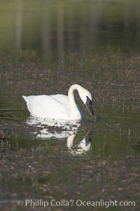 Trumpeter swan on Floating Island Lake, Cygnus buccinator, Yellowstone National Park, Wyoming