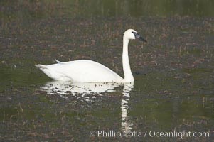 Trumpeter swan on Floating Island Lake, Cygnus buccinator, Yellowstone National Park, Wyoming