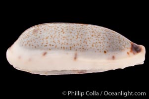 Cylindrical Cowrie, Cypraea cylindrica