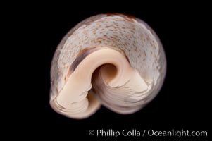 Cylindrical Cowrie, Cypraea cylindrica