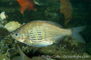 Shiner perch, Cymatogaster aggregata