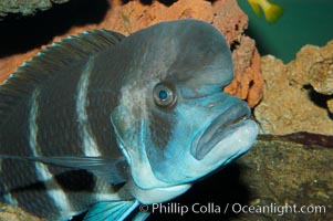 Bumphead Cichlid, Cyphotilapia frontosa