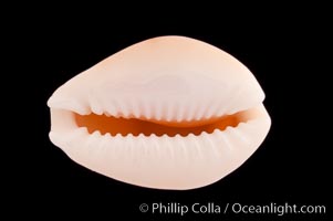 Bristled Cowrie, Cypraea acicularis