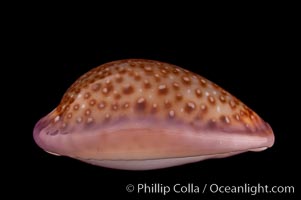 Albugine Cowrie, Cypraea albuginosa