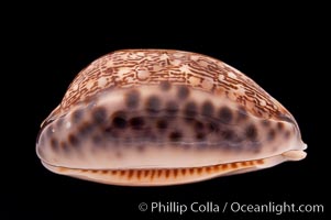 Arabian Cowrie, Cypraea arabica