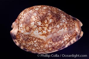 Image 07985, Arabian Cowrie., Cypraea arabica grayana, Phillip Colla, all rights reserved worldwide. Keywords: arabian cowrie, cowries, cypraea arabica grayana, shells.