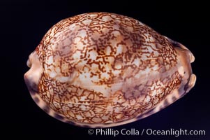 Arabian Cowrie, Cypraea arabica grayana