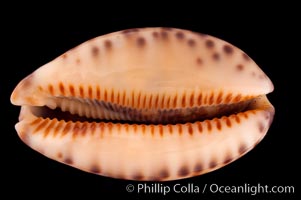 Arabian Cowrie, Cypraea arabica grayana