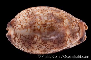 Arabian Cowrie, Cypraea arabica grayana