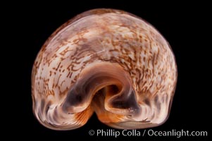 Arabian Cowrie, Cypraea arabica grayana