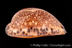 Arabian Cowrie, Cypraea arabica immanis