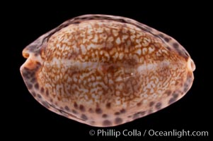 Little Arabian Cowrie, Cypraea arabicula