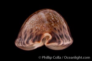 Little Arabian Cowrie, Cypraea arabicula