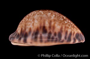 Little Arabian Cowrie, Cypraea arabicula