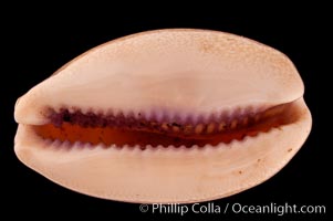 Carnelian Cowrie, Cypraea carneola