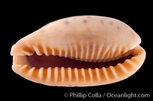 Caurica Cowrie, Cypraea caurica