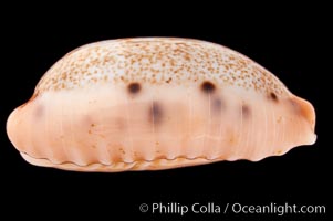 Caurica Cowrie, Cypraea caurica