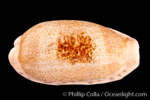 Caurica Cowrie, Cypraea caurica longior