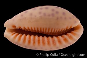 Chinese Cowrie, Cypraea chinensis