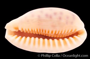 Chinese Cowrie, Cypraea chinensis