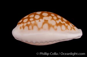 Sieve Cowrie, Cypraea cribraria comma