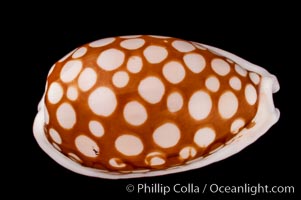 Sieve Cowrie, Cypraea cribraria