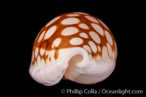 Sieve Cowrie., Cypraea cribraria, natural history stock photograph, photo id 07991