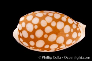 Sieve Cowrie, Cypraea cribraria