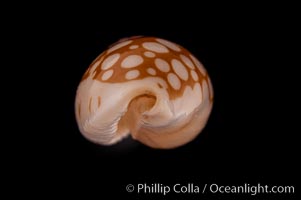 Sieve Cowrie., Cypraea cribraria, natural history stock photograph, photo id 08199