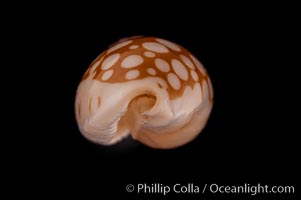 Sieve Cowrie, Cypraea cribraria