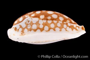 Sieve Cowrie., Cypraea cribraria, natural history stock photograph, photo id 08355