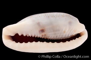 Cylindrical Cowrie, Cypraea cylindrica