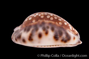 Depressed Cowrie, Cypraea depressa