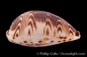 Daybreak Cowrie, Cypraea diluculum