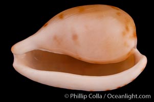 Toothless Cape Cowrie., Cypraea edentula, natural history stock photograph, photo id 08097