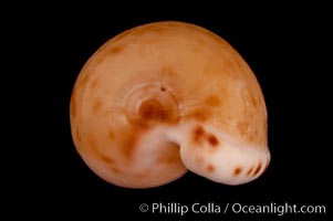 Toothless Cape Cowrie, Cypraea edentula