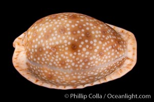 Gnawed Cowrie, Cypraea erosa chlorizans