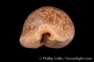 Gnawed Cowrie, Cypraea erosa chlorizans