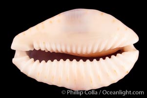 Gnawed Cowrie, Cypraea erosa