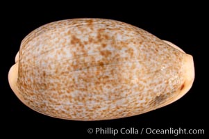 Mistaken Cowrie, Cypraea errones