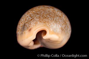 Mistaken Cowrie, Cypraea errones